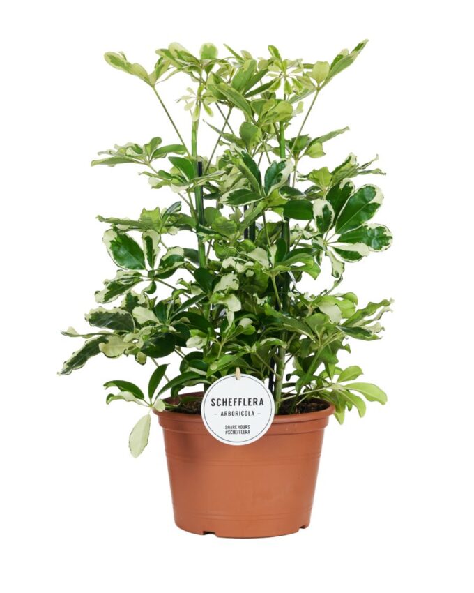 Schefflera Charlotte Toef