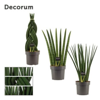 Sansevieria Cylindrica mix