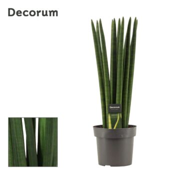 Sansevieria Cylindrica Straight