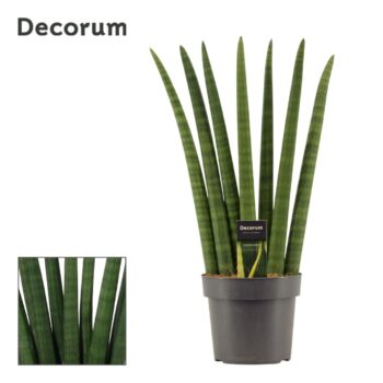 Sansevieria Cylindrica Fan