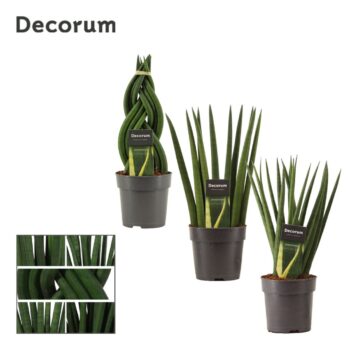Sansevieria Cylindrica Mix