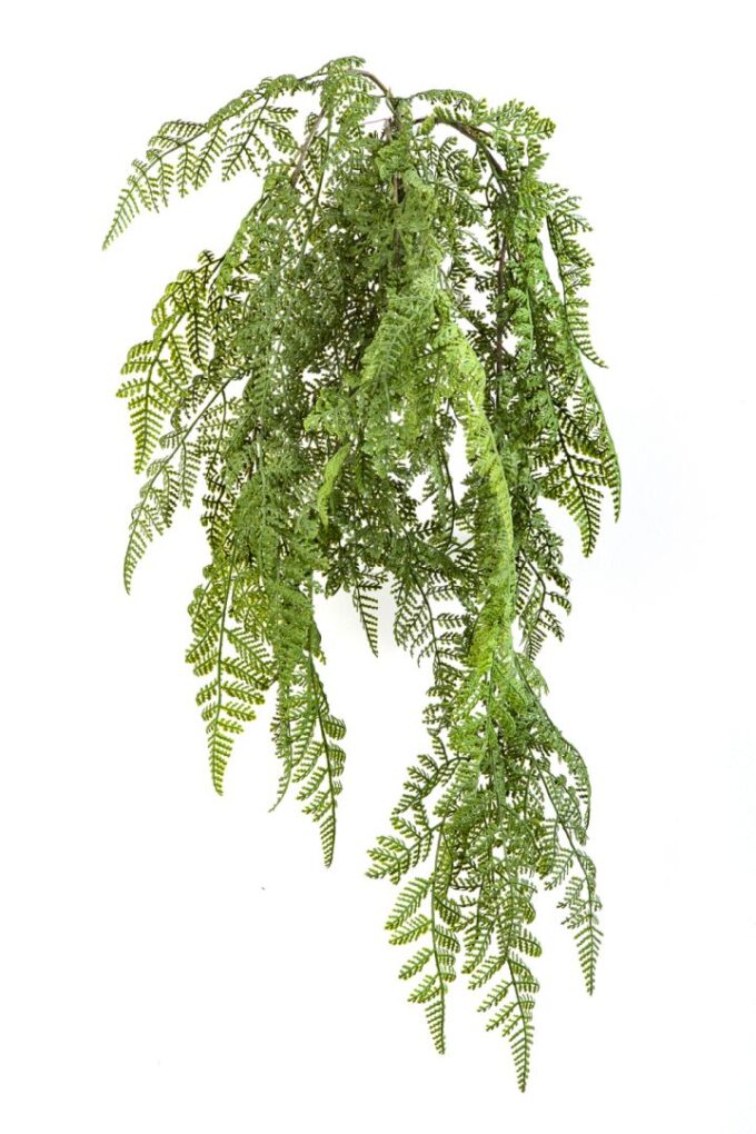 Wood fern hanging bush