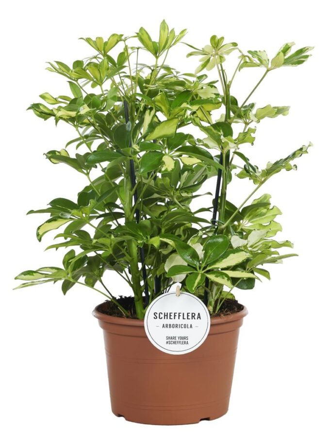 Schefflera Carnaval Toef