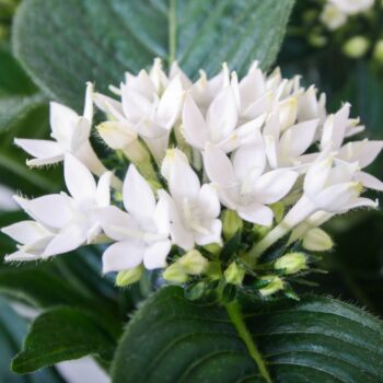 Starcluster White