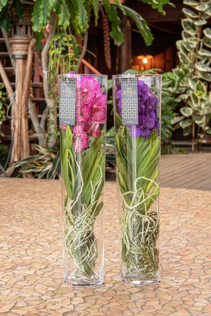 Vanda Michelle 70 White
