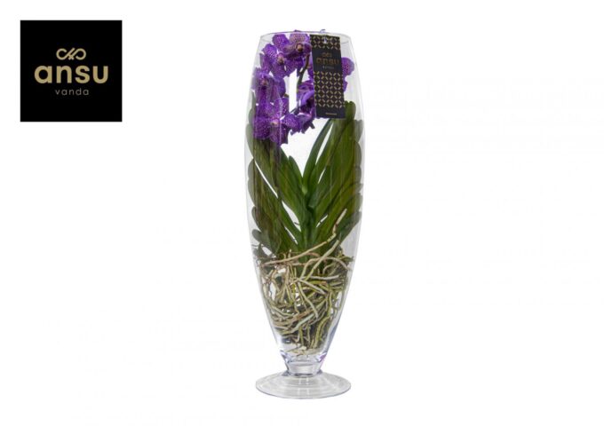 Vanda Champagne Purple