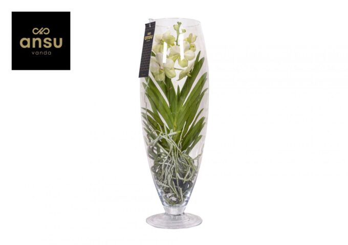 Vanda Champagne White