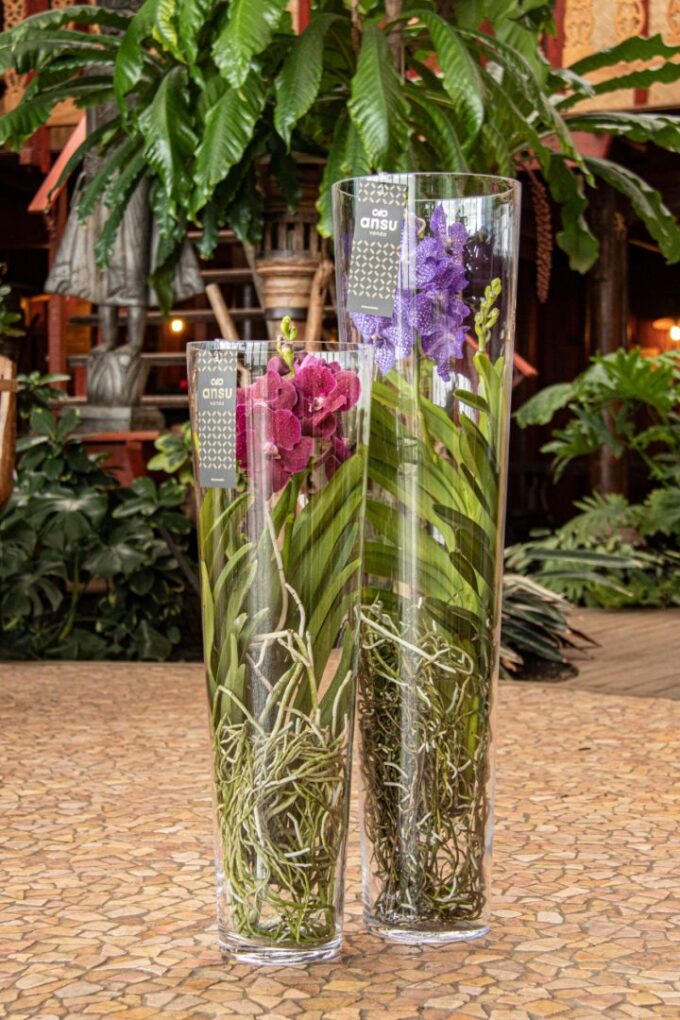 Vanda Lisanne 70 White