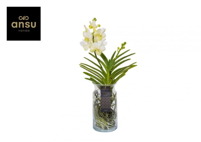 Vanda Bose XL White