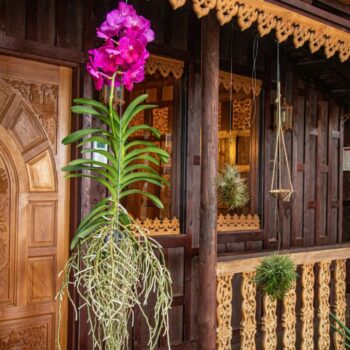 Vanda Champagne Pink/Cerise/Fuchsia