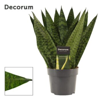 Sansevieria Zeylanica Fan