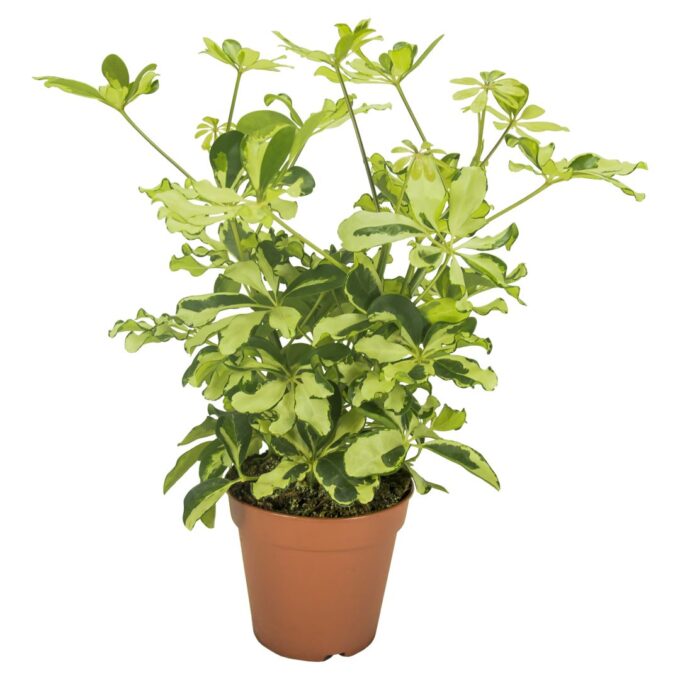 Schefflera Charlotte Vertakt