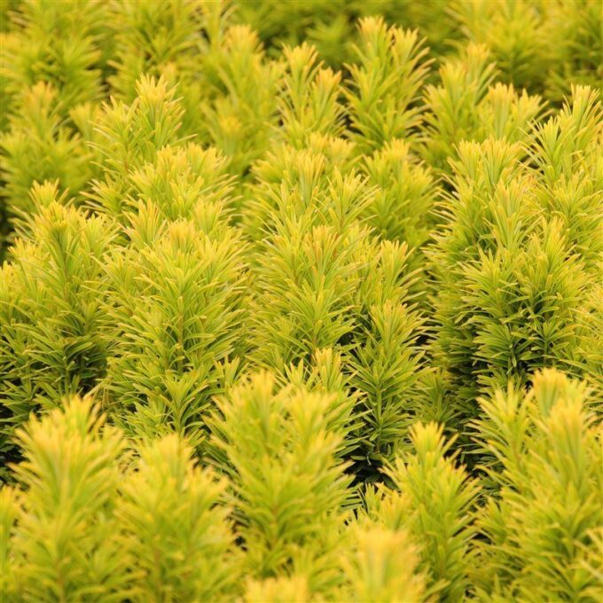 Taxus baccata 'David'