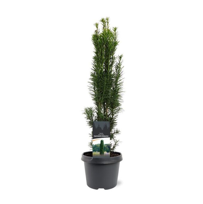 Taxus baccata 'Fastigiata Robusta'