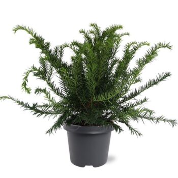 Taxus baccata 'Repandens'