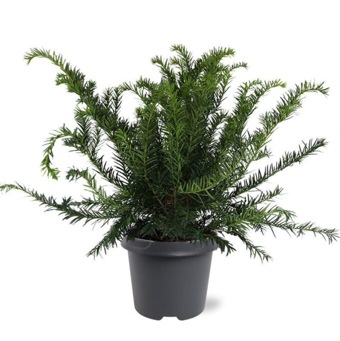 Taxus baccata 'Repandens'