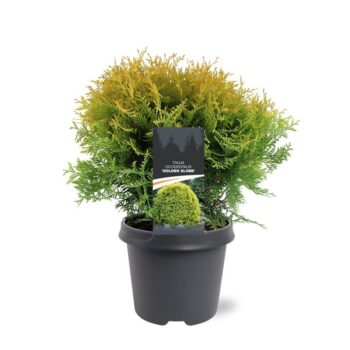Thuja occidentalis 'Golden Globe'