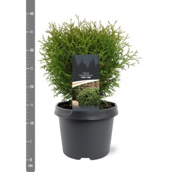 Thuja occidentalis 'Tiny Tim'