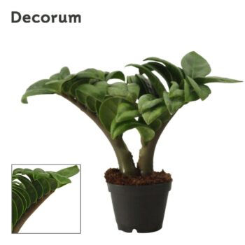 Zamioculcas Zenzi