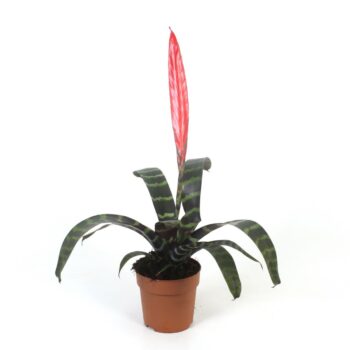 Vriesea Splenriet