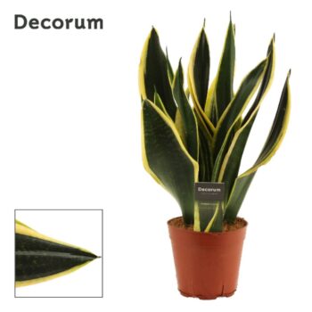 Sansevieria Night Shade