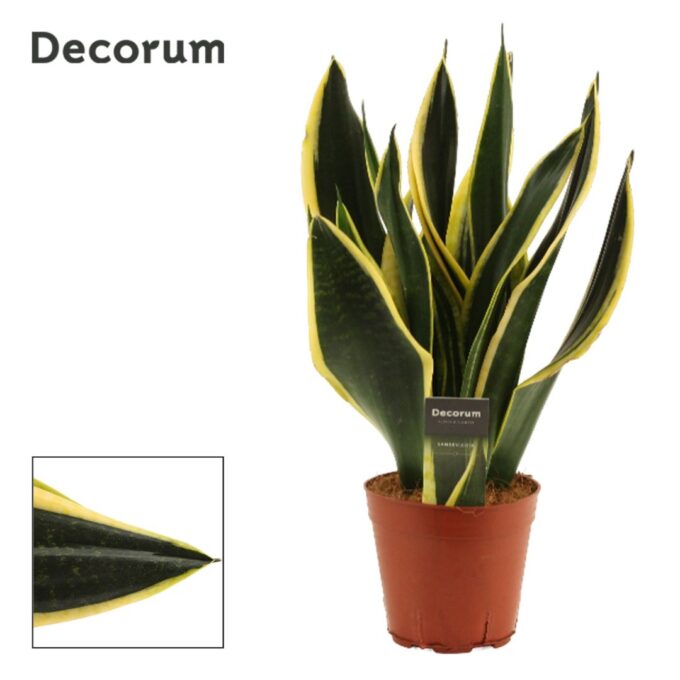 Sansevieria Night Shade