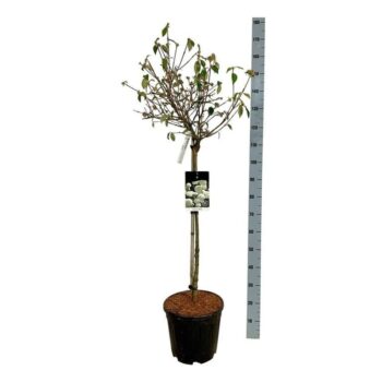 Viburnum 'Eskimo'