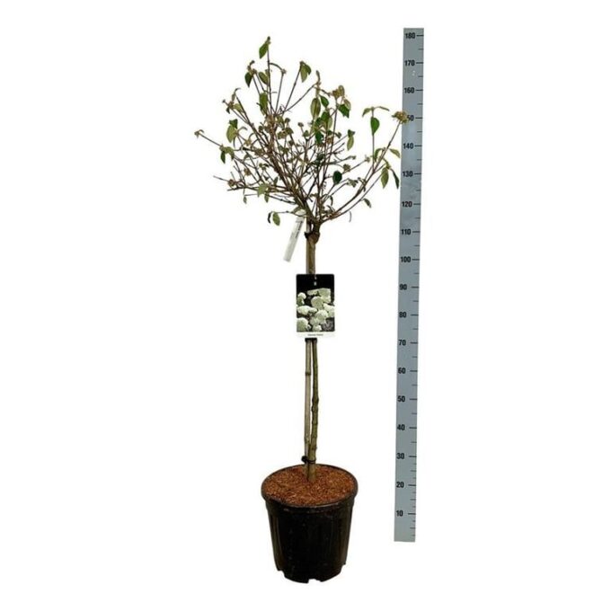 Viburnum 'Eskimo'