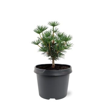 Sciadopitys verticillata 'Green Diamond'