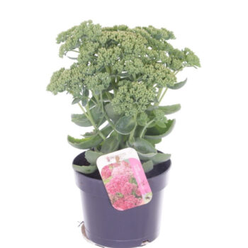 Sedum Herbstfreude