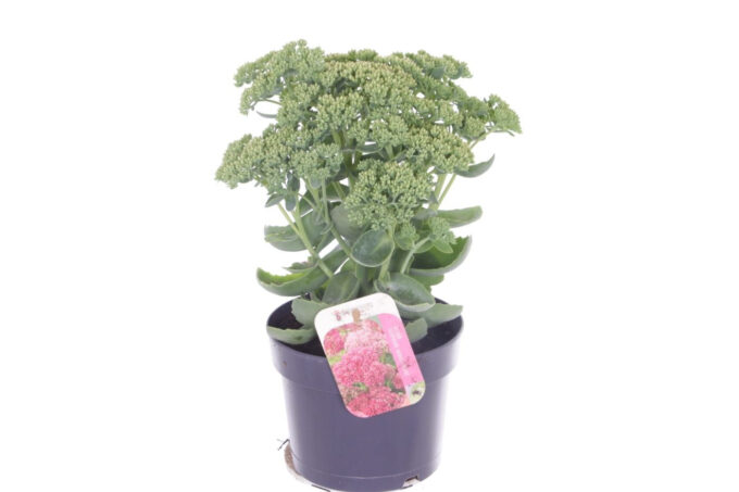 Sedum Herbstfreude