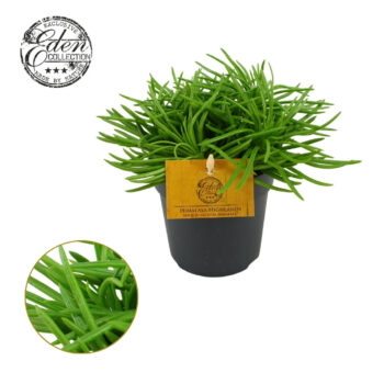 Senecio Himalaya
