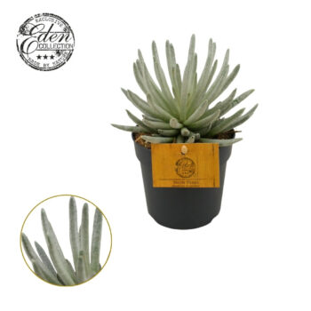 Senecio Scaposus