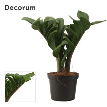 Zamioculcas Zenzi