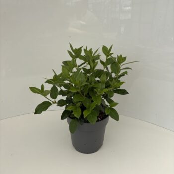 Viburnum tinus