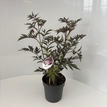 Sambucus nigra Black Lace