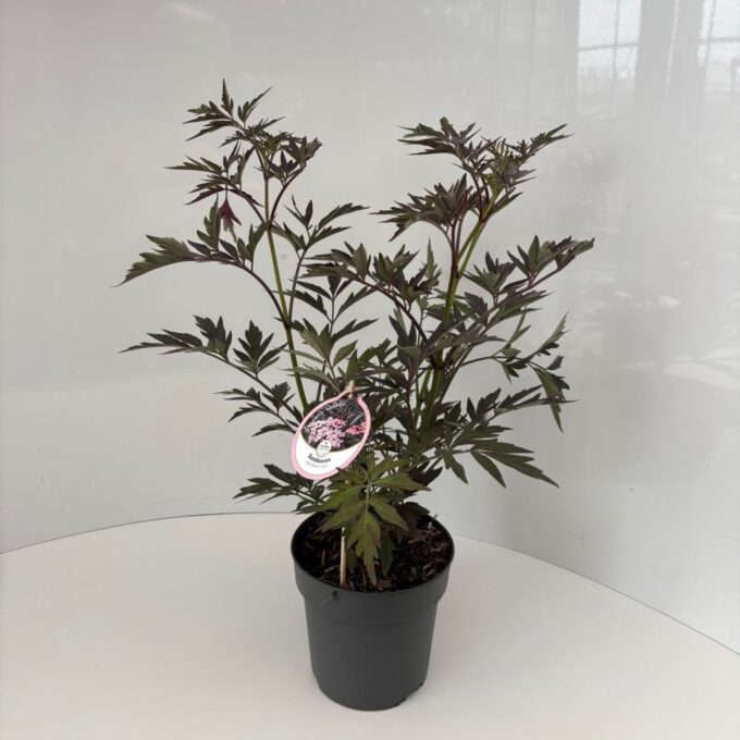 Sambucus nigra Black Lace
