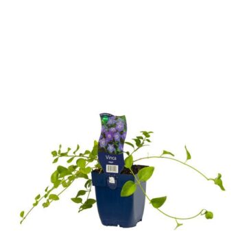 Vinca major