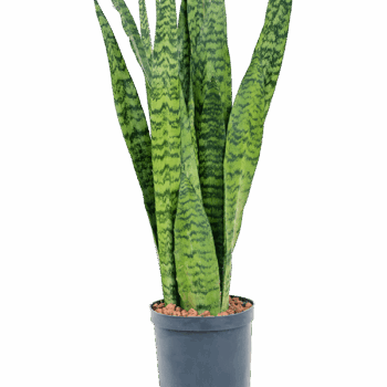 Sansevieria zeylanica Tuft
