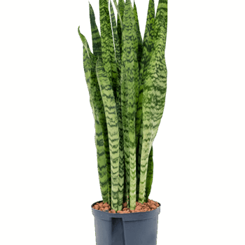 Sansevieria zeylanica Tuft