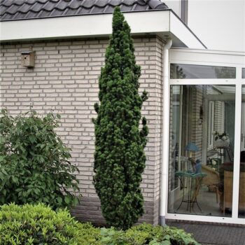 Taxus baccata 'Fastigiata Robusta'