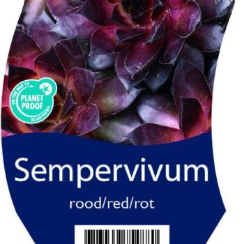Sempervivum rood/red/rot