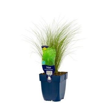 Stipa ten. 'Ponytails'
