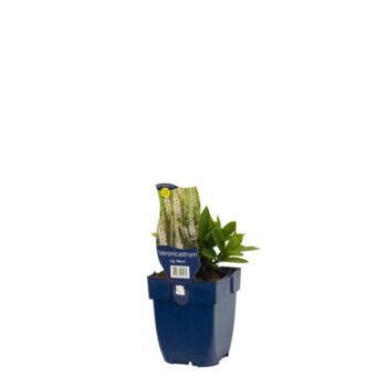 Veronicastrum virg. 'Album'