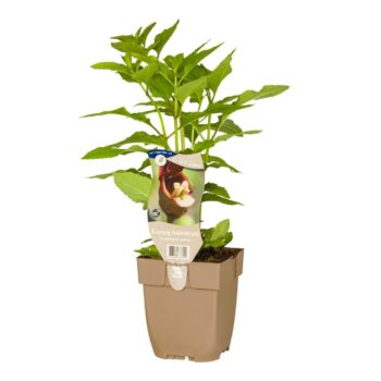 Scrophularia nodosa