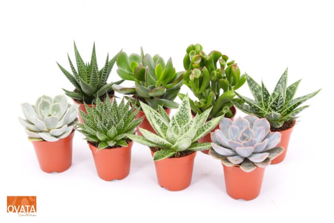 Succulent mix 5,5 XXL