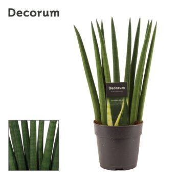 Sansevieria Cylindrica Fan