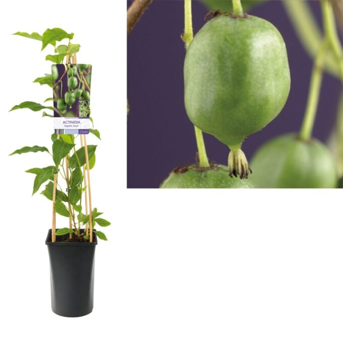 Actinidia arguta issai