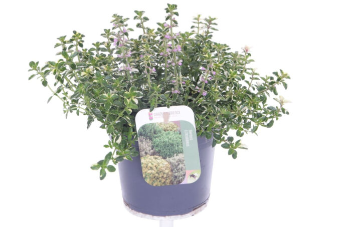 Thymus pulegoides Foxley