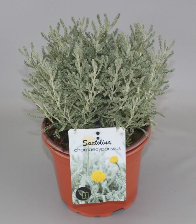 Santolina chamaecyparissus C2
